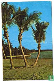 Palm-bordered beaches