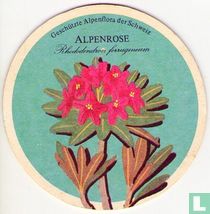 Flora: Alpenrose / Edelbräu