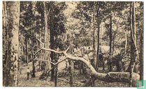 Mayumbe - Village en plene forêt