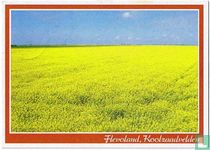 Flevoland, Koolzaadvelden