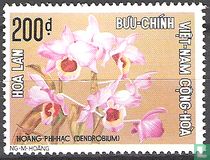 Orchid