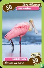 roze lepelaar