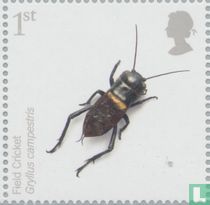 Insecten