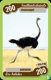struisvogel