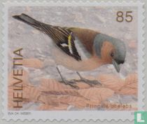 Birds for sale