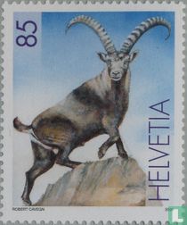 Steinbock kaufen